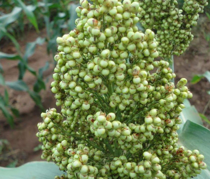 Sweet Sorghum